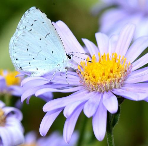 Réf. 264 302 : Celastrina argiolus